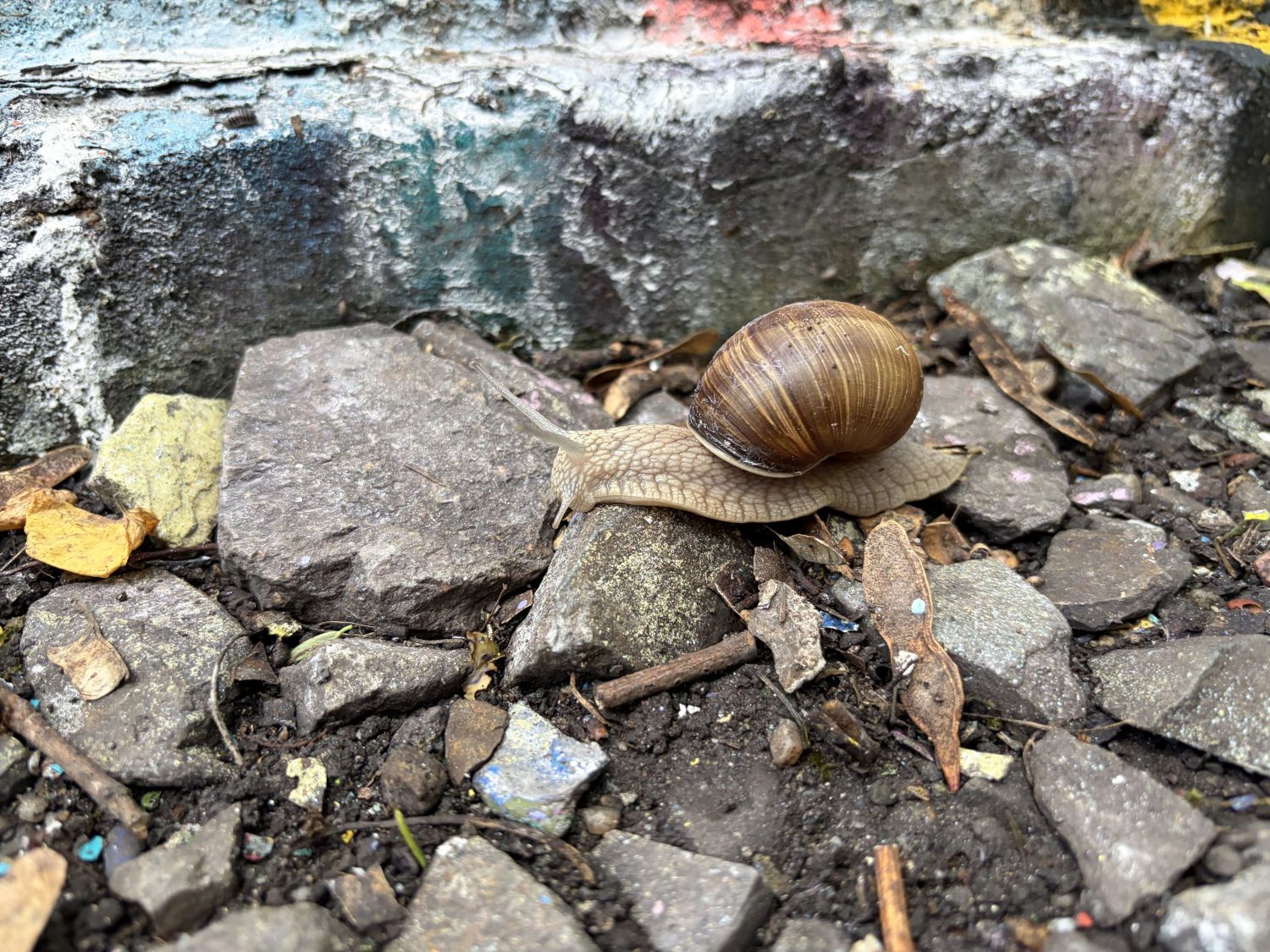 Schnecke